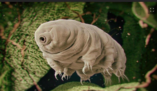 Captura da Web_11-4-2023_19157_www.msn.com