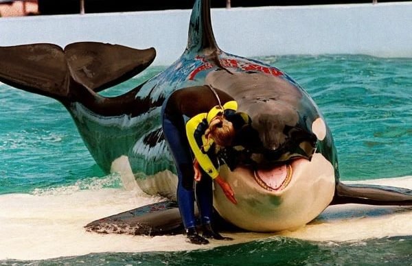 orca-mantida-em-cativeiro-por-52-anos-sera-libertada-por-aquario-em-miami-090386ce-78e6-4131-8e2e-fb2db32ccfd9