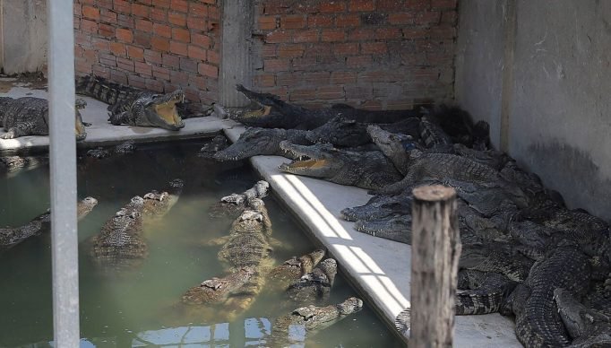 Fazenda-de-crocodilos