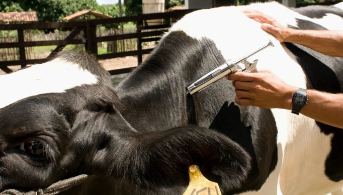 Febre_Aftosa_Vacinação_2