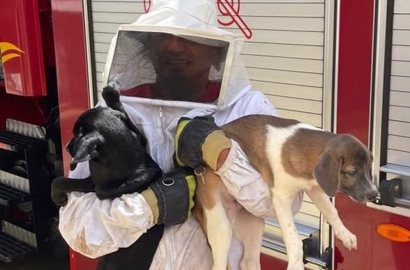 II-CBMCE-atende-ocorrencia-com-abelhas-e-resgata-caes-em-imovel-em-Maranguape