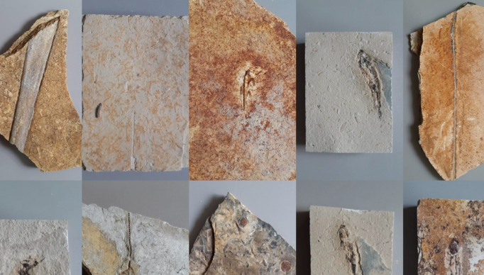 Screenshot 2023-05-24 at 07-03-41 PRF apreende fósseis com 120 milhões de anos na região do Cariri - Cn7 - Sem medo da notícia