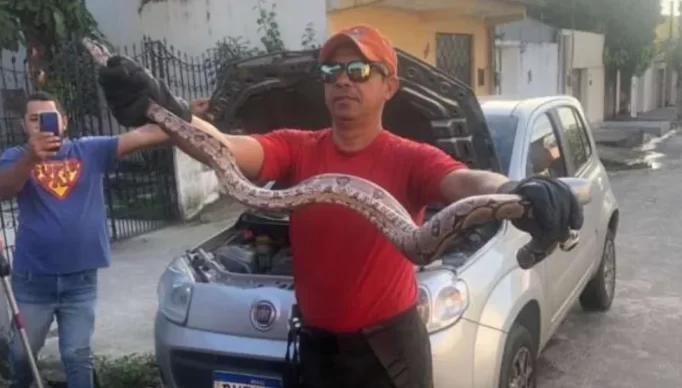 corpo-de-bombeiros-resgata-jiboia-dentro-de-motor-de-veiculo-na-capital