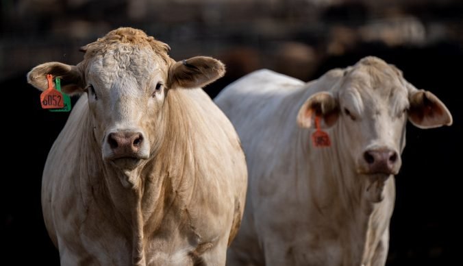 063_1498546551-676x450