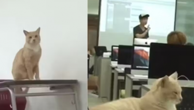 Screenshot 2023-06-21 at 19-04-34 Gatinho que mora em universidade é eleito o melhor aluno! VÍDEO - Só Notícia Boa