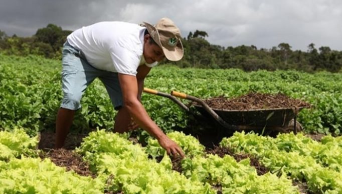 AGRICULTOR ORGÂNICO