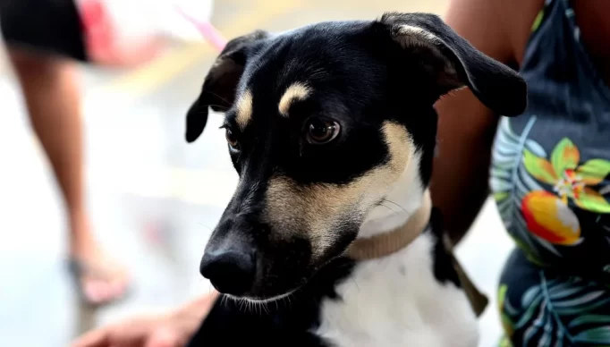 03-11-2022-castramovel-no-salvador-norte-shopping-foto-jefferson-peixoto-secom-pms-18