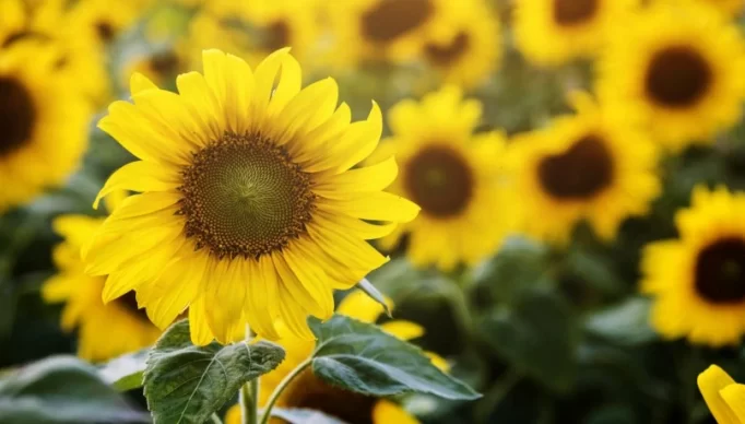 1_girassois_linda_flor_no_campo-22820157