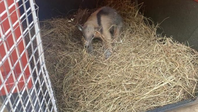 1_whatsapp_image_2023_07_23_at_17_44_24-22733023