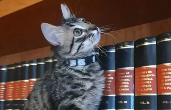 Gato-advogado-do-Rio-de-Janeiro-5-600x400