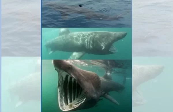 WhatsApp-Image-2023-07-17-at-13.30.56-600x400