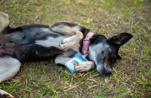 WhatsApp-Image-2023-07-17-at-15.07.57-600x400