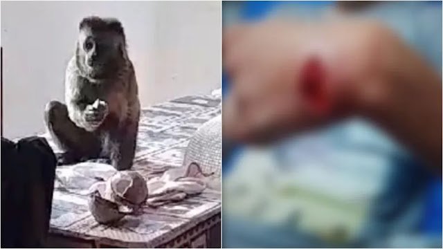 mordida-de-macaco-1-