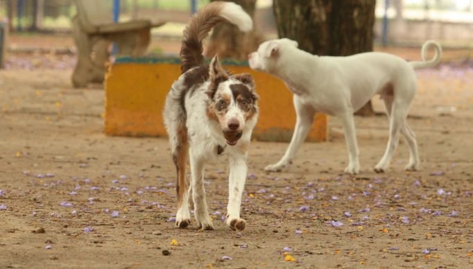 São Paulo - Tutores com cães no Parcão, espaço exclusivo para cachorros, na Praça Ayrton Senna do Brasil.