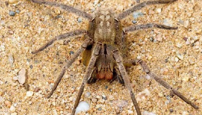 aranha-disfuncao-capa.jpg