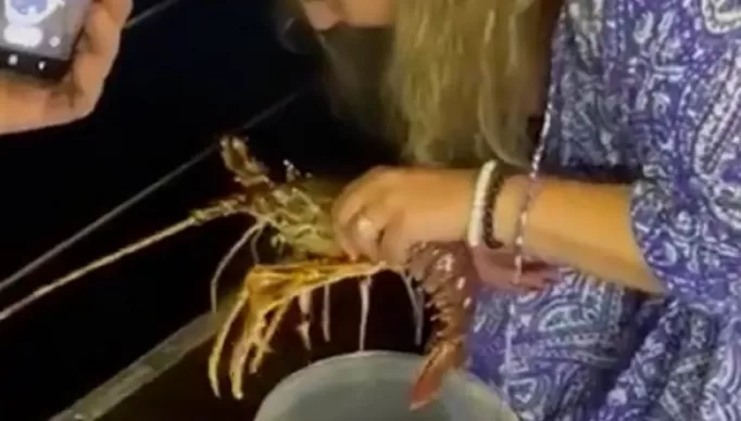 live-lobster-taken-transparent-bucket-845981661