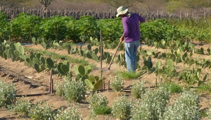 produtor_rural_no_semiarido