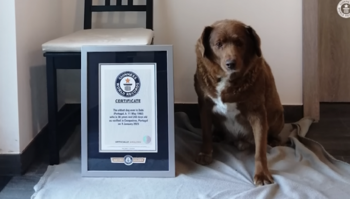 1_cao_mais_velho_da_historia_registrado_no_guinness-21015389