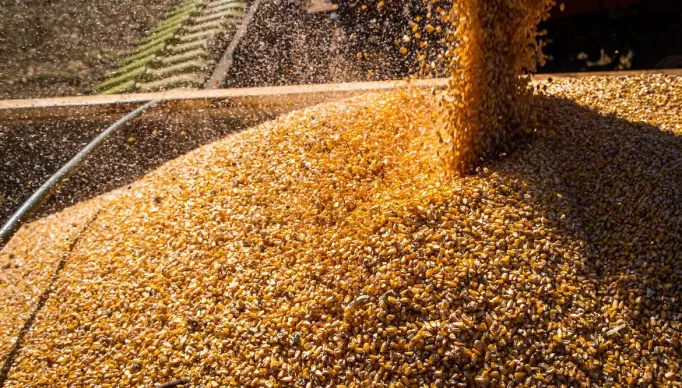 51324588748_fec33b55a6_k