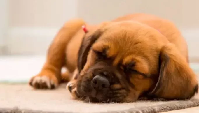 cachorro-dormindo-