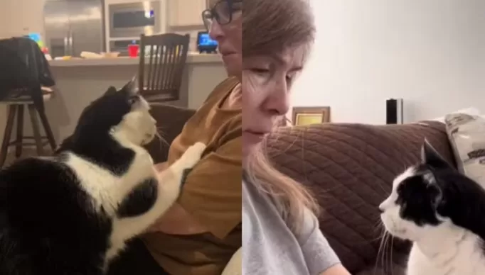 1_gato_consola_idosa-24310393