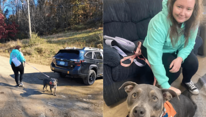 Screenshot 2023-11-19 at 08-53-54 Mulher adota cão que usava a mesma bandana que o cachorro falecido dela - Só Notícia Boa