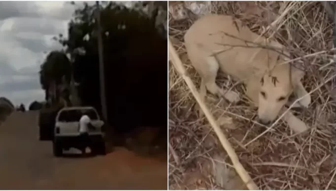 caes-abandonados-juazeiro-do-norte