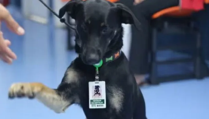 1_vira_lata_e_adotado_por_funcionarios_de_hospital-24704352