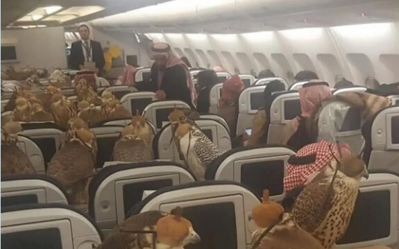 Screenshot 2023-12-17 at 18-17-19 Príncipe saudita viraliza ao reservar 80 assentos para seus falcões-peregrinos em voo
