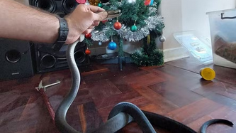 Screenshot 2023-12-27 at 07-58-10 Cobra venenosa de quase dois metros se esconde debaixo da árvore de Natal e apavora família