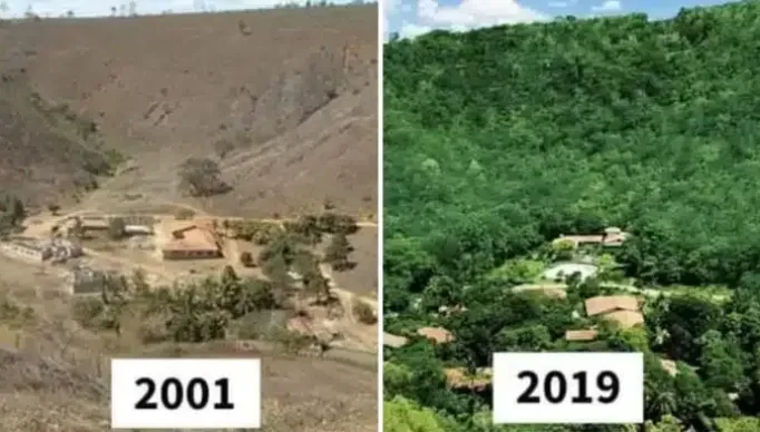 Casal brasileiro recebe reconhecimento mundial com plantio de 20 milhões de árvores