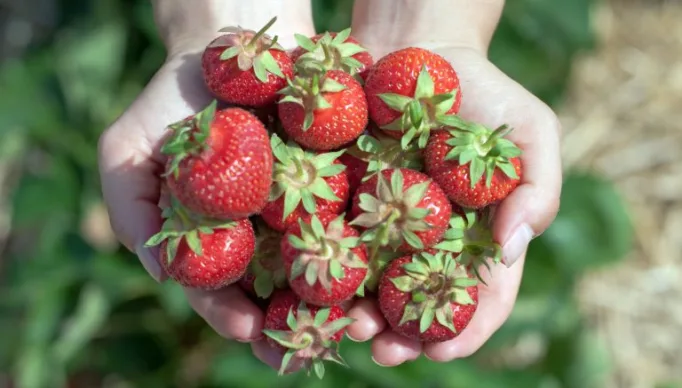 Agropecuária - geral - plantação - morango - morangos