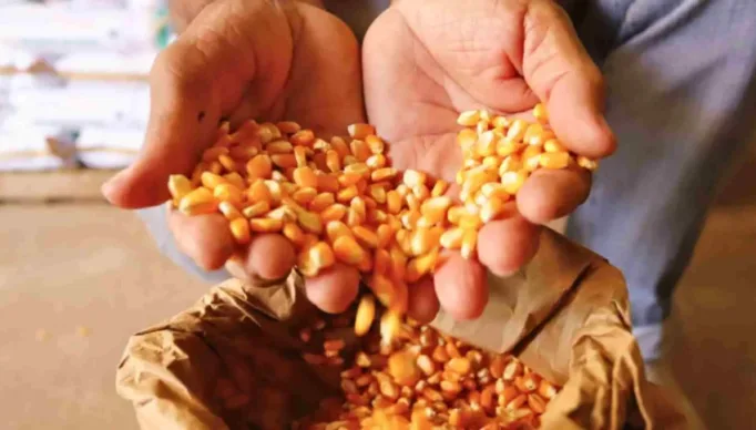 Isencao-de-Pagamento-de-Sementes-para-Agricultores-em-Itapiuna-e-135-Municipios-na-Safra-20222023-860x484