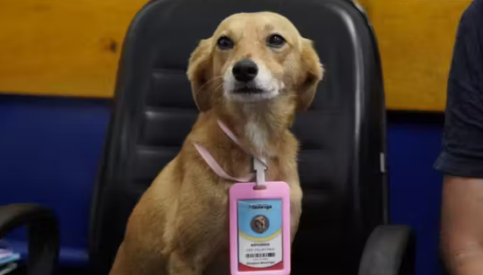 Screenshot 2024-01-15 at 16-38-34 4 Cachorros adotados viram funcionários da Prefeitura do Guarujá - Só Notícia Boa