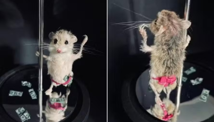Screenshot 2024-01-18 at 14-17-53 Mulher paga R$ 1 mil para empalhar hamster de estimação em pose de stripper