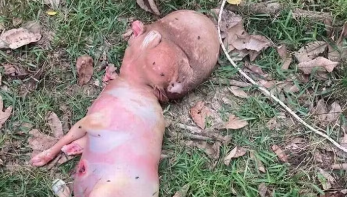 Screenshot 2024-01-26 at 16-18-10 Bezerro nasce com 'cabeça humana' em vilarejo na Tailândia e gera desconfiança entre moradores