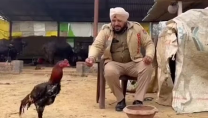 Screenshot 2024-01-29 at 08-16-20 Galo recebe proteção policial 24 horas por dia na Índia