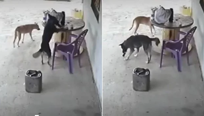 Screenshot 2024-01-30 at 17-06-44 Cão vira-lata invade residência no Ceará 'furta' celular e foge