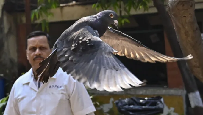 Pombo suspeito de ser espião da China e detido por