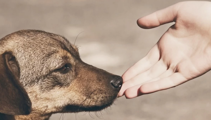 Screenshot 2024-02-22 at 00-23-29 Estudo companhia de animal de estimação reduz a depressão