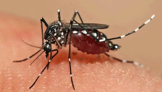 Screenshot 2024-02-23 at 18-53-02 Paciente com dengue tem ereção de 18 horas de duração