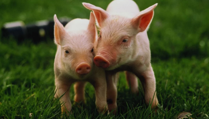 Screenshot 2024-02-26 at 18-35-01 Cientistas do Japão criam porcos para transplante em humanos