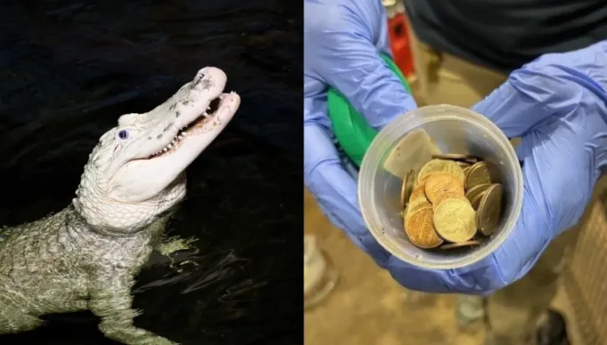 Zoologico-dos-EUA-retira-70-moedas-do-estomago-de-jacare