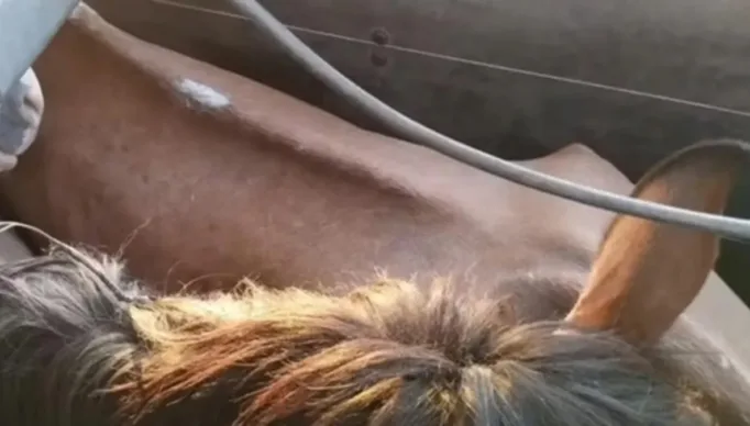 cavalos2-1_00848575_0_-3