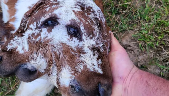 1_bezerro_quatro_olhos_duas_caras_2_-26036528