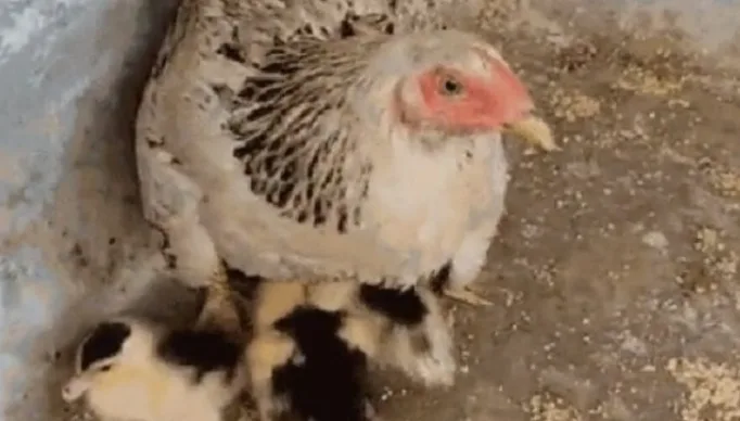 1_galinha_ovos_patos_criacao-26124436