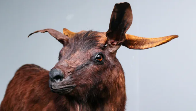 1_museu_do_bode_ioio__24-25987361