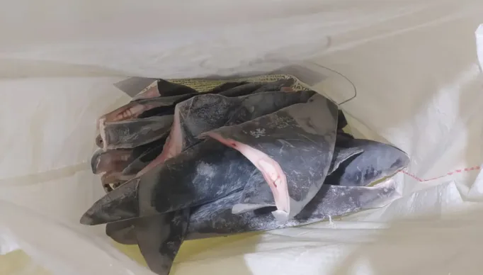 424bbd80-5dc7-4706-ad96-438a05f82f73-topaz-enhance