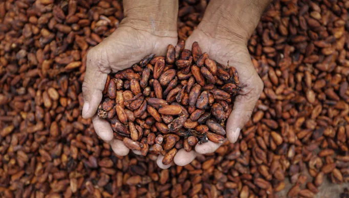 PLANTACAO, COLHEITA DO CACAU, FABRICACAO DE CHOCOLATE, TRABALHADOR RURAL, AGRICULTURA, AGRICULTOR, DESENVOLVIMENTO ECONOMICO E DO TRABALHO, SEDET, INCENTIVO GOVERNO,  MICRO EMPRESARIO, FOTOS ©HELENE SANTOS.