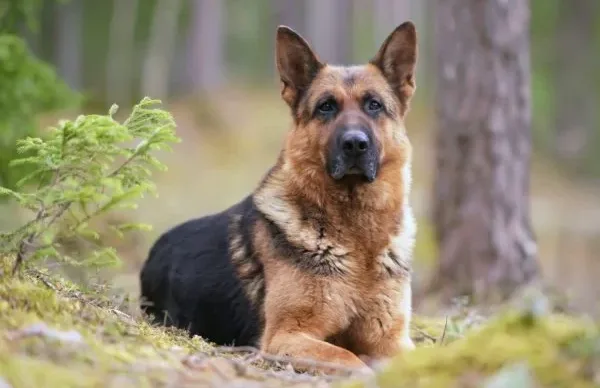 Jovem-mordido-por-pastor-alemao-fica-com-paralisia-no-olho-1-compressed-600x400